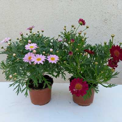 Argyranthemum frutescens -Cserjés margaréta bokor mix 10,5 cm