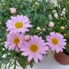 Argyranthemum frutescens -Cserjés margaréta bokor mix 10,5 cm