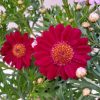 Argyranthemum frutescens -Cserjés margaréta bokor mix 10,5 cm