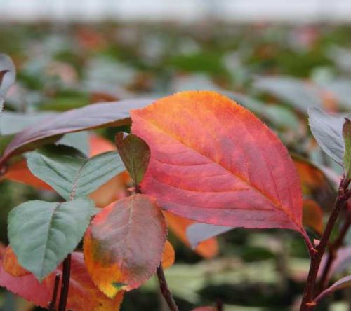 Aronia melanocarpa Viking K2 - Fekete berkenye