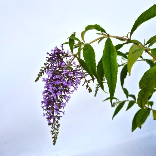 Buddleia davidii Wisteria Lane K4 - Nyári orgona