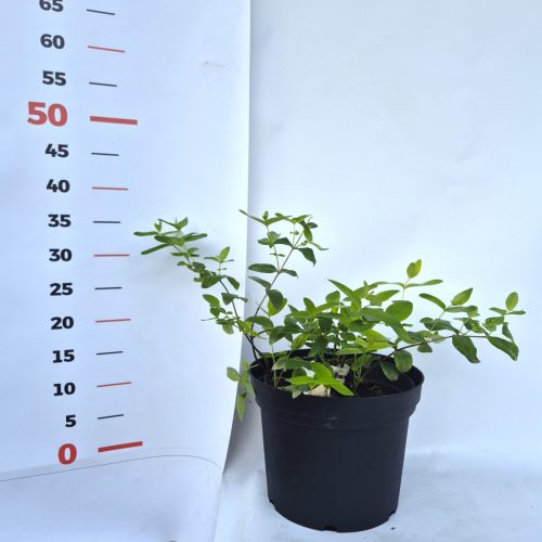 Hypericum calycinum  Goldgelbe - Örökzöld orbáncfű