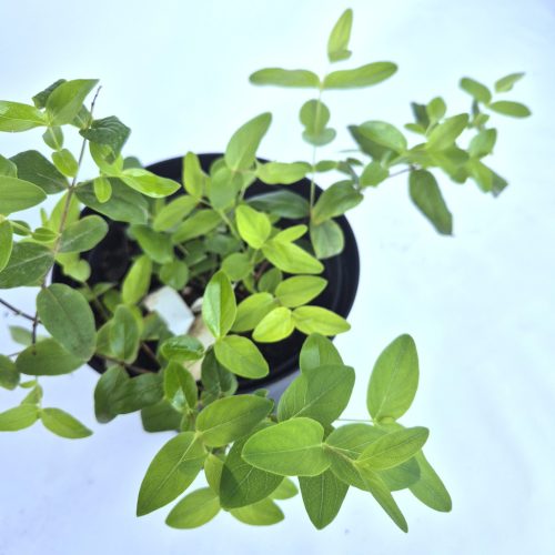 Hypericum calycinum  Goldgelbe - Örökzöld orbáncfű