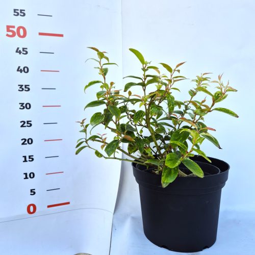 Leucothoe Makijaz  K2 / tarka levelű fürtöshanga