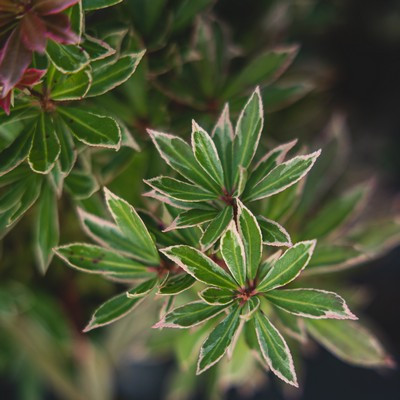 Pieris japonica Polar Passion K2 - Japán babérhanga, tarka levelű