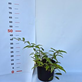   Leucothoe White Water  K2 / fehér levél szélű fürtöshanga