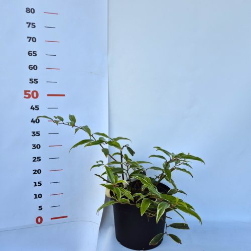 Leucothoe White Water  K2 / fehér levél szélű fürtöshanga