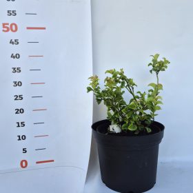 Leucothoe Curly Red K2 / Csavart levelű fürtöshanga