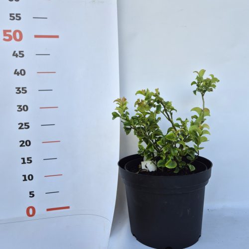 Leucothoe Curly Red K2 / Csavart levelű fürtöshanga