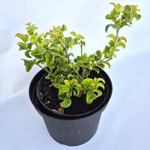 Leucothoe Curly Red K2 / Csavart levelű fürtöshanga