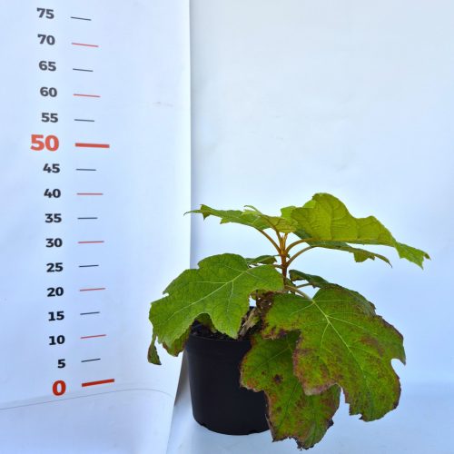 Pyracantha Orange Glow - Tűztövis, narancssárga bogyós