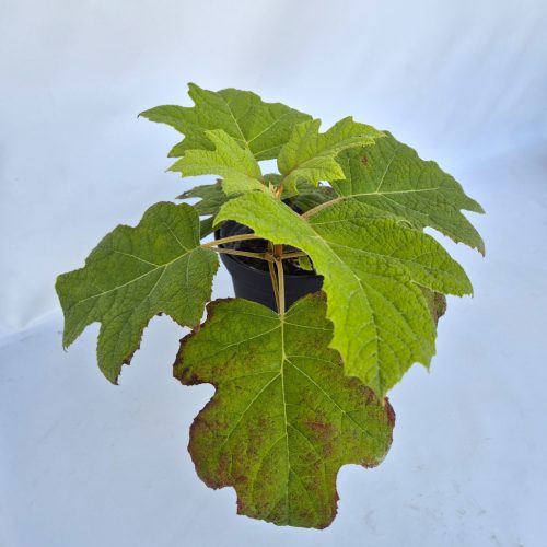 Pyracantha Orange Glow - Tűztövis, narancssárga bogyós