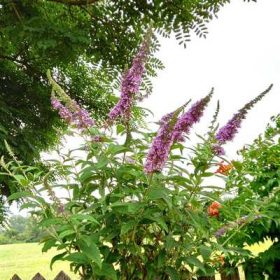 Buddleia davidii Border Beauty K2 - Nyári orgona