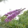 Buddleia davidii Bourder Beauty K2 - Nyári orgona