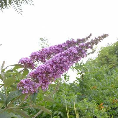 Buddleia davidii Border Beauty K2 - Nyári orgona