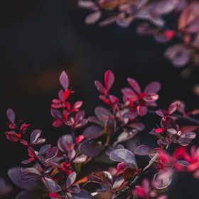   Berberis thunbergii atropurpurea nana K4 - Törpe vérborbolya