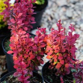   Berberis thunbergii Red Tower K4 -Japán borbolya, vörös levelű