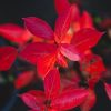 Aronia melanocarpa Nero K2 - Fekete berkenye
