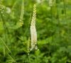 Actaea (Cimicifuga) racemosa 15 cm /Poloskavész