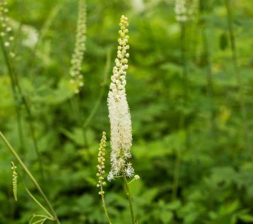 Actaea (Cimicifuga) racemosa 15 cm /Poloskavész
