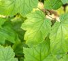 Actaea (Cimicifuga) racemosa 15 cm /Poloskavész