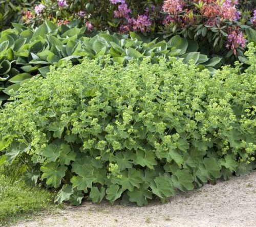 Alchemilla mollis 11*11 - Lágyszőrű palástfű