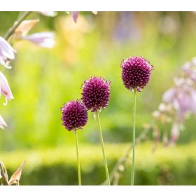 Allium sphaerocephalon 14 cm/ bunkós díszhagyma