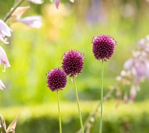 Allium sphaerocephalon 14 cm/ bunkós díszhagyma