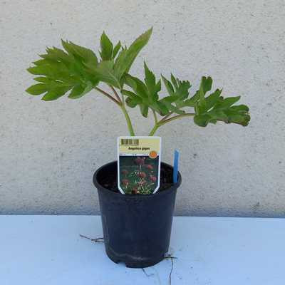 Angelica gigas 15 cm / koreai angyalgyökér