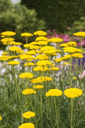 Achillea filipentula Parker's variety 11*11 -Sárga cickafark