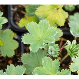 Alchemilla erythropoda 9*9 -Palástfű