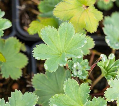 Alchemilla erythropoda 9*9 -Palástfű