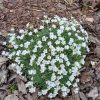 Dianthus gr. La Blanche Bourb 13 cm / fehér pünkösdiszegfű