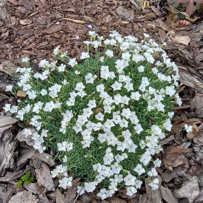 Dianthus gr. La Blanche Bourb 13 cm / fehér pünkösdiszegfű