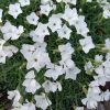 Dianthus gr. La Blanche Bourb 13 cm / fehér pünkösdiszegfű