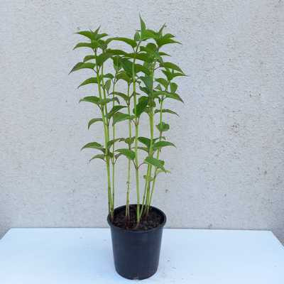 Monarda 'On Parade' 14cm - Méhbalzsam , sötét rózsaszin virágú 