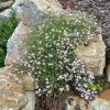 Gypsophila repens rosea 11*11/ havasi fátyolvirág