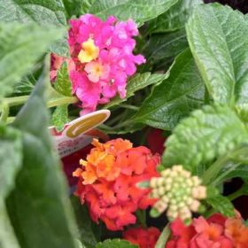 Lantana camara - Sétányrózsa