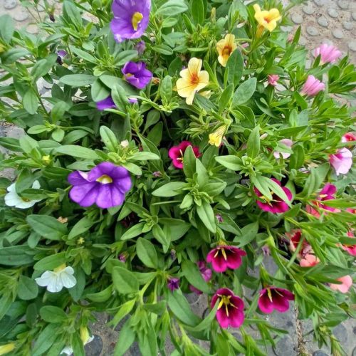 Calibrachoa parviflora - SZIMPLA ,kisvirágú  Petúnia 12 cm