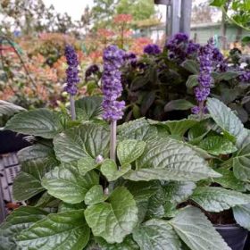 Salvia farinacea - Lisztes zsálya