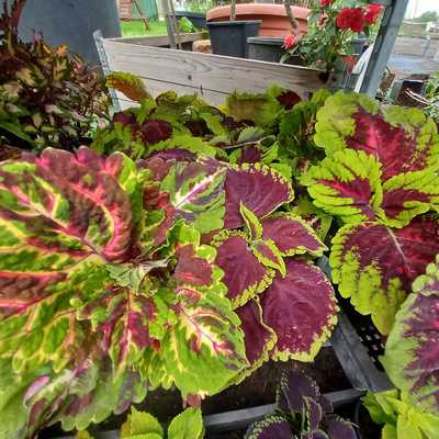 Coleus Kong 12 cm - Díszcsalán, nagy levelű