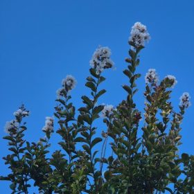   Lagerstroemia indica in Varieta MT Clt 45 C.10/12 - Kínai selyemmirtusz fa (fehér és rózsaszin)
