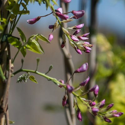 Wisteria in varieta clt 3 H. 180/200 - Lilaakác mix