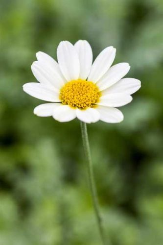 Anthemis tinctoria 'Sauce Hollandaise' -Fehér virágú pipitér