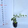 Hedera helix 9*9 / borostyán