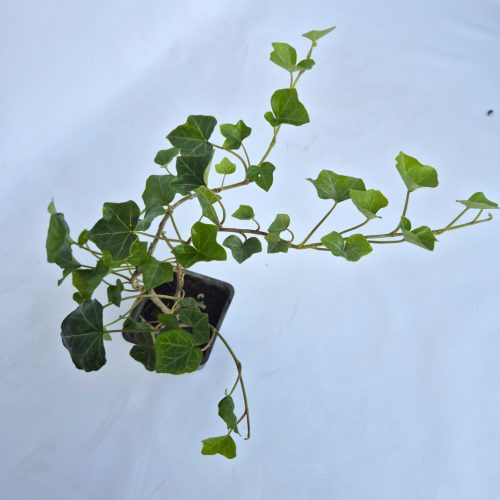 Hedera helix 9*9 / borostyán