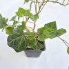 Hedera helix 9*9 / borostyán