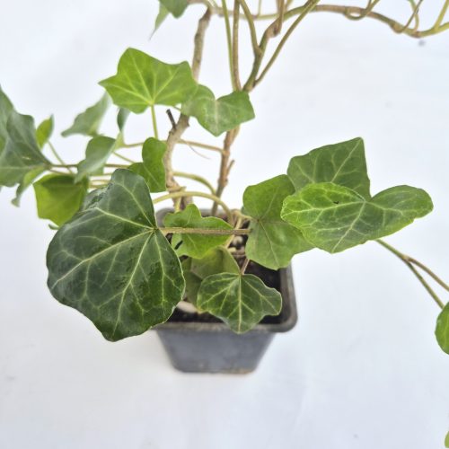 Hedera helix 9*9 / borostyán