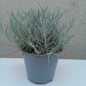 Helichrysum italicum - Curryfű / Olasz szalmagyopár