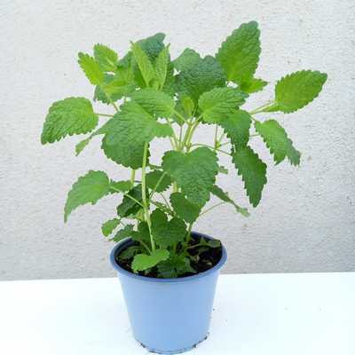 Melissa officinalis - Citromfű